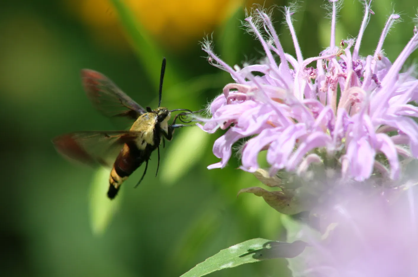 Wild Bergamot (Monarda fistulosa) — adding both ecological value and visual interest to any landscape