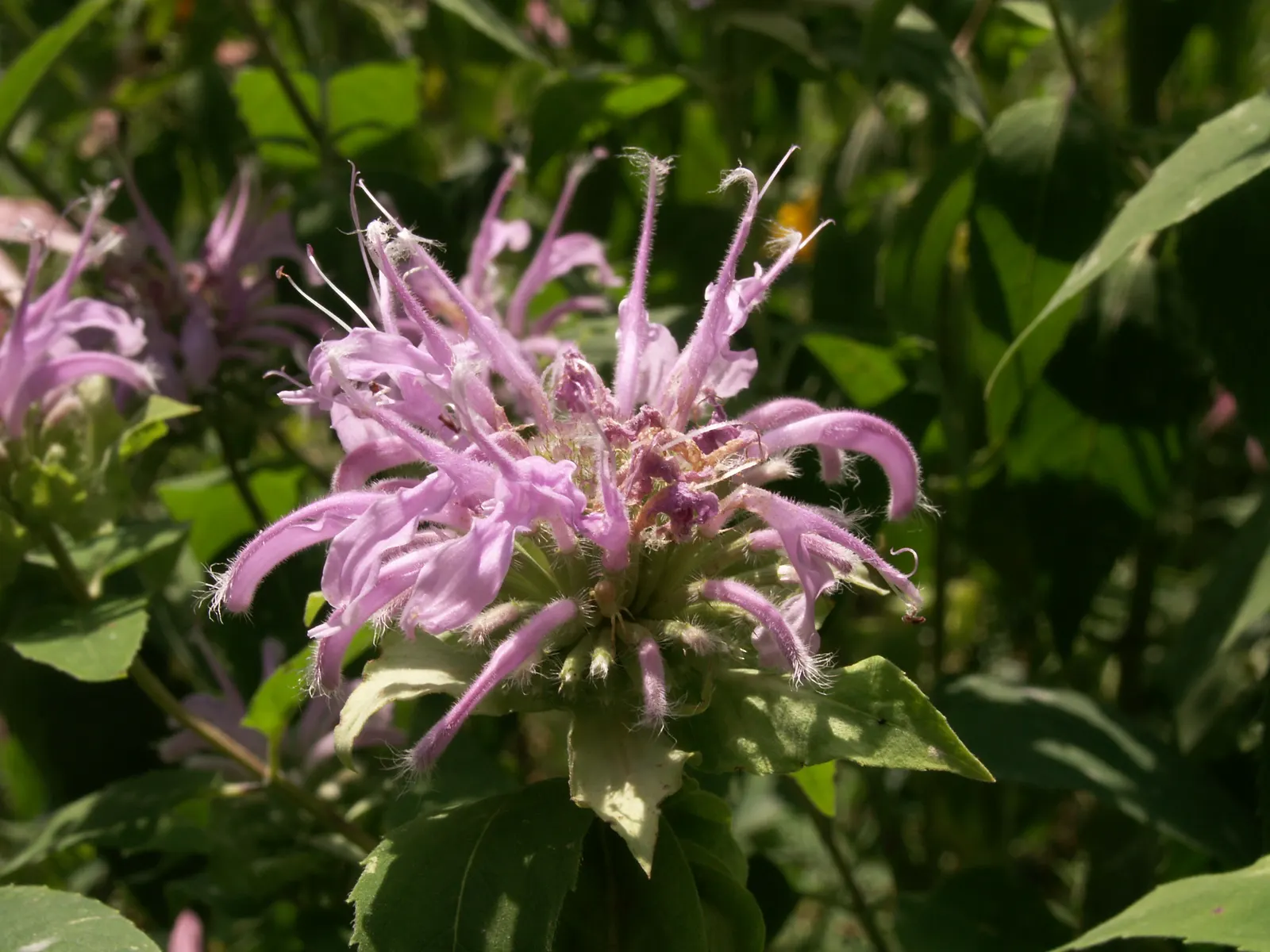 Wild Bergamot (Monarda fistulosa) — the Wild Bergamot is ideal for a mid-border position where its clump-forming nature can be showcased; perennial for full or