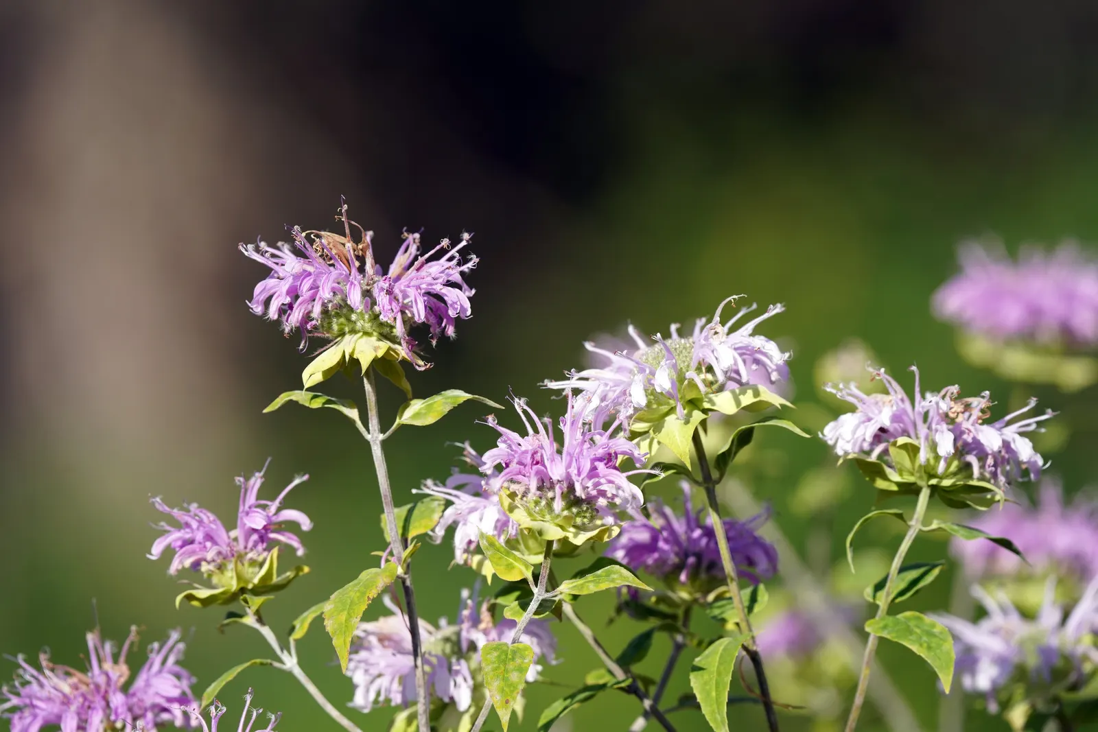 Wild Bergamot (Monarda fistulosa) — Wild Bergamot or Monarda fistulosa, is a resilient perennial native to North America