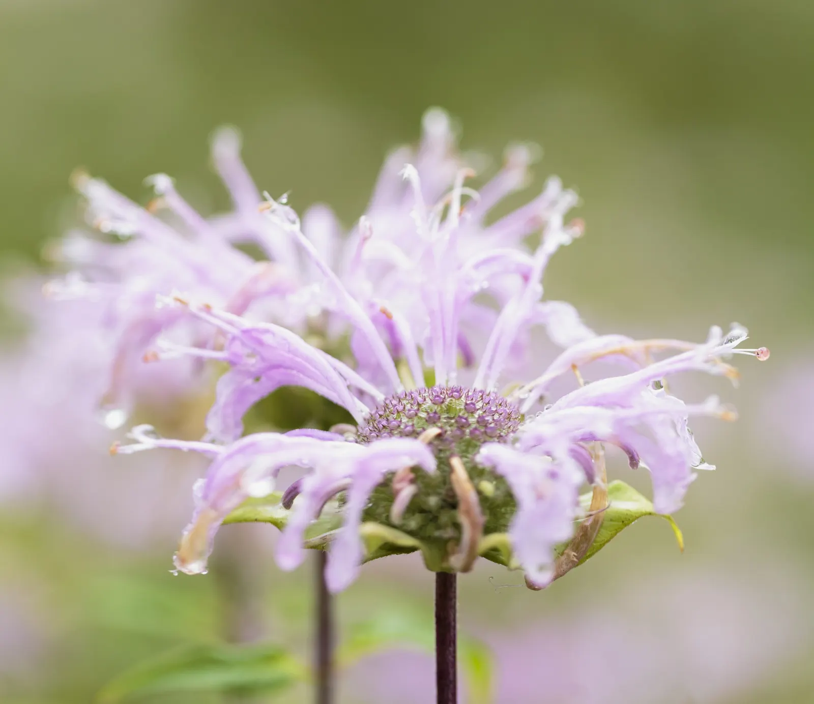 Wild Bergamot (Monarda fistulosa) — creating a long-lasting display with its tubular flowers arranged in dense, image 81