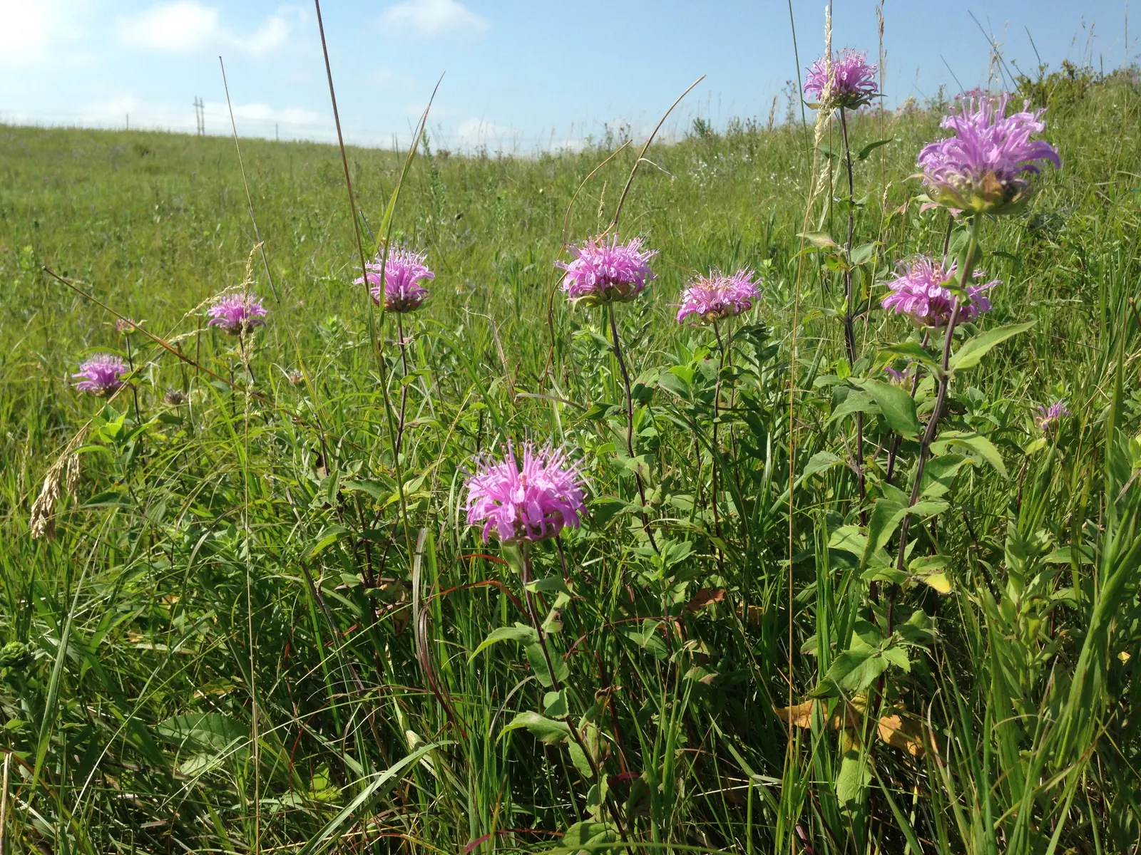 Wild Bergamot (Monarda fistulosa) — creating a long-lasting display with its tubular flowers arranged in dense, image 104
