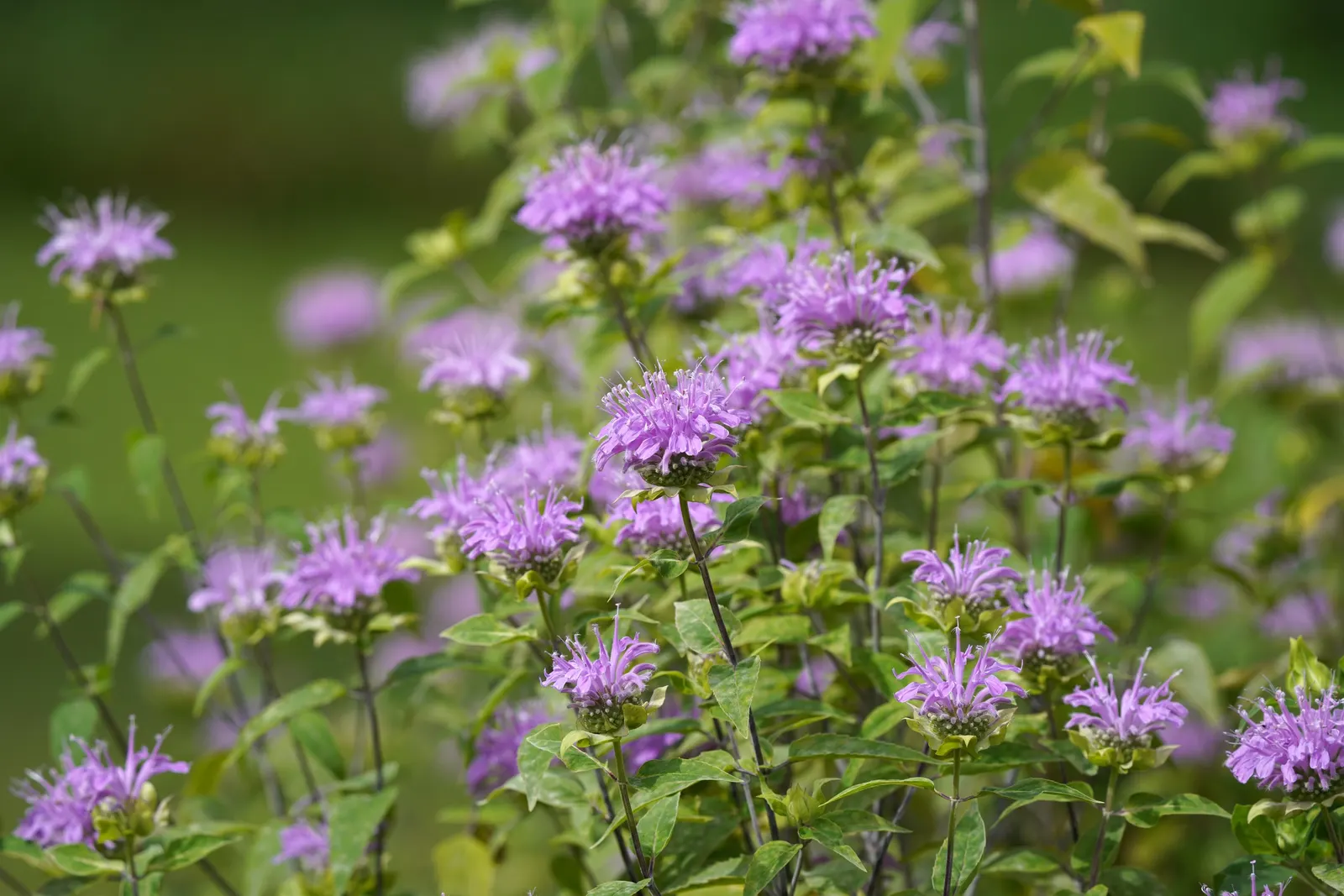 Wild Bergamot (Monarda fistulosa) — Blooming mid to late summer; tolerating even dry conditions once established, image 51