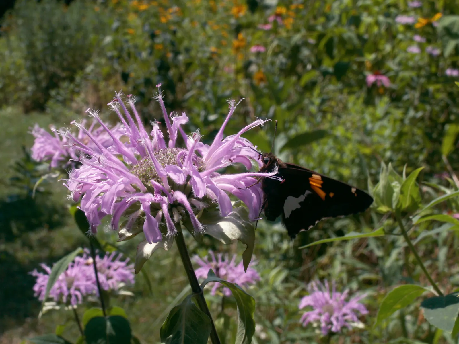 Wild Bergamot (Monarda fistulosa) — It features lavender-pink tubular flowers atop 2 to 4-feet tall stems; which is important for preventing powdery, image 48