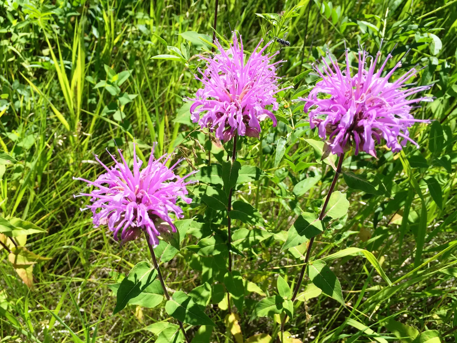 Wild Bergamot (Monarda fistulosa) — lavender and pink flowers in the garden