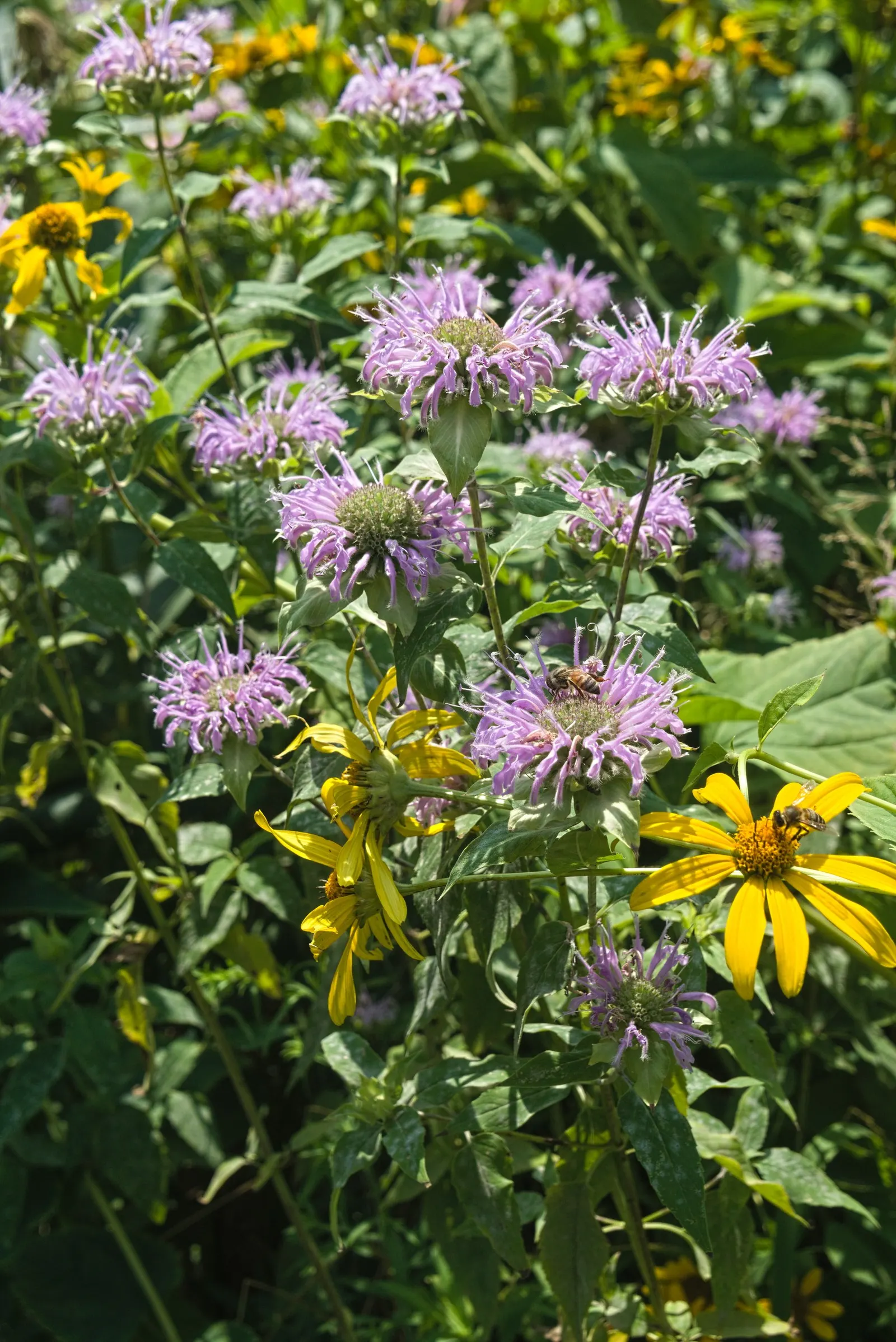 Wild Bergamot (Monarda fistulosa) — high-impact plant is a guaranteed way to enliven any outdoor space