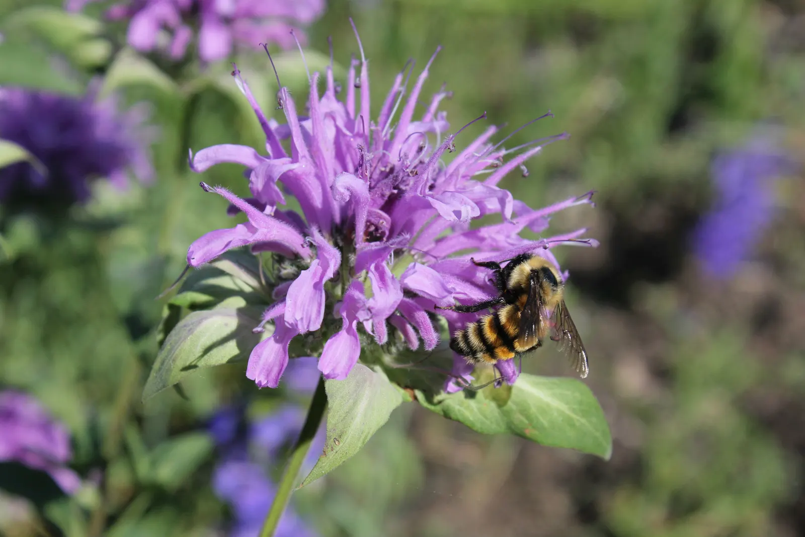Wild Bergamot (Monarda fistulosa) — lavender and pink flowers in the garden; adding both ecological value and visual interest to any landscape, image 113