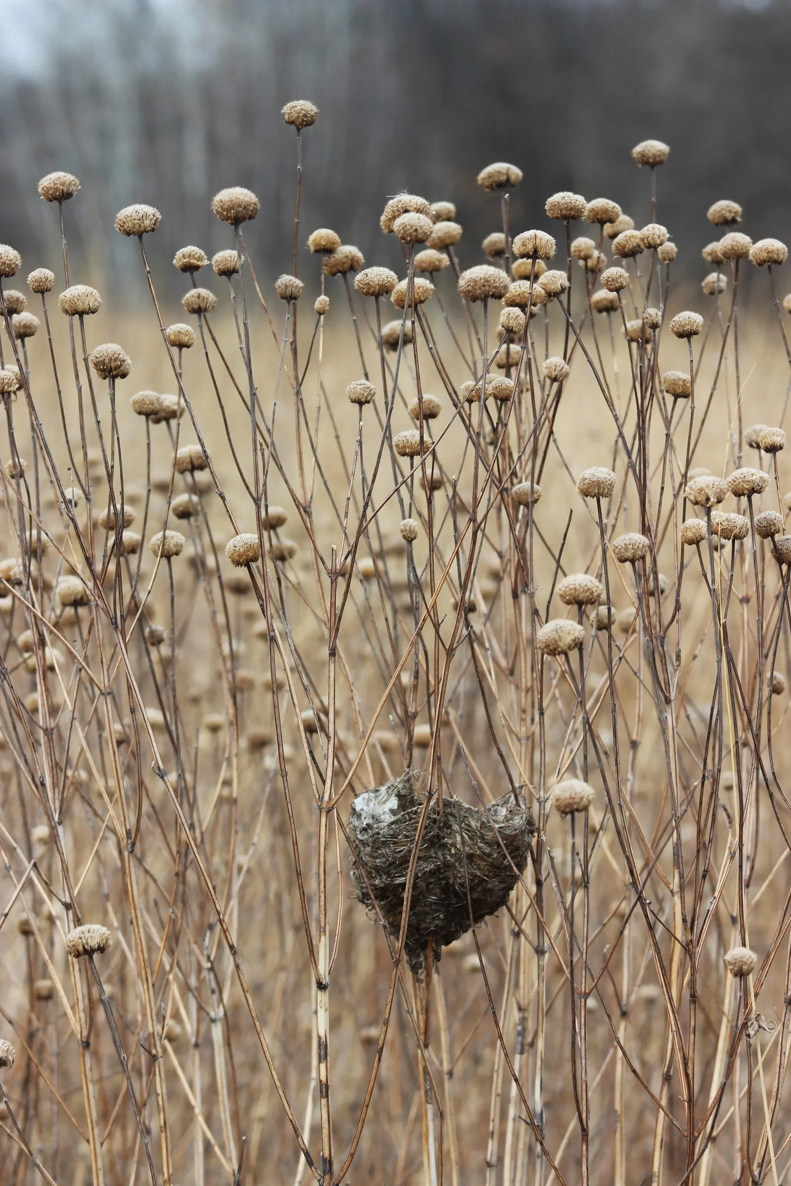 Wild Bergamot (Monarda fistulosa) — Ensure to give it a spacing of about 18 to 24 inches apart for optimal growth and air circulation; lavender and, image 79