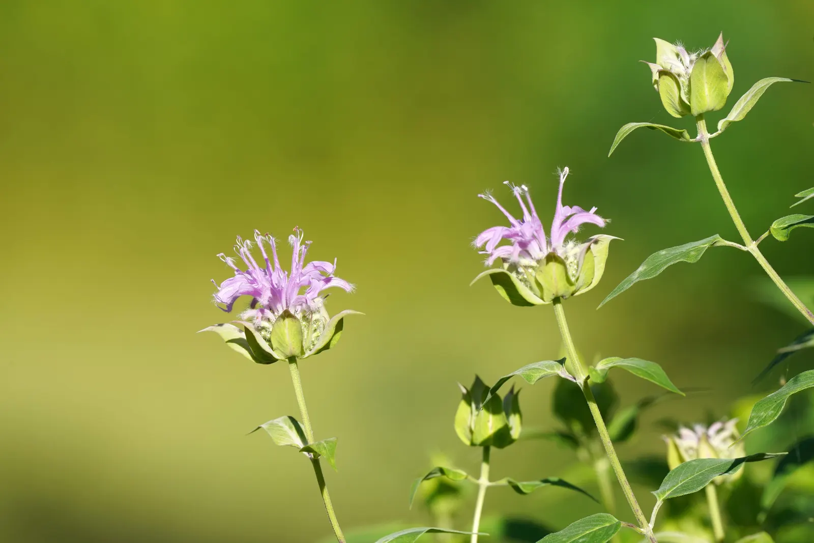 Wild Bergamot (Monarda fistulosa) — adding both ecological value and visual interest to any landscape; making it a versatile choice for various, image 52