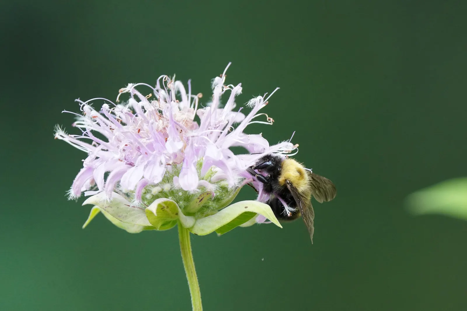Wild Bergamot (Monarda fistulosa) — an informal traditional bed; it flourishes in full sun to partial shade and prefers well-drained soil