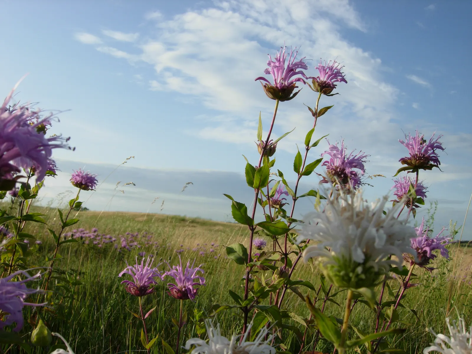 Wild Bergamot (Monarda fistulosa) — making it a versatile choice for various garden designs; whether used in a wildflower meadow, image 85