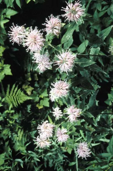 Wild Bergamot (Monarda fistulosa) — high-impact plant is a guaranteed way to enliven any outdoor space; perennial with lavender and pink blooms, image 66