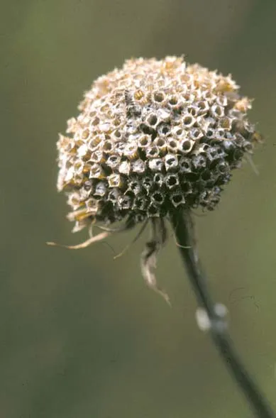 Wild Bergamot (Monarda fistulosa) — which is important for preventing powdery mildew.<br><br>The plant blooms from mid to late summer; blooming mid to late