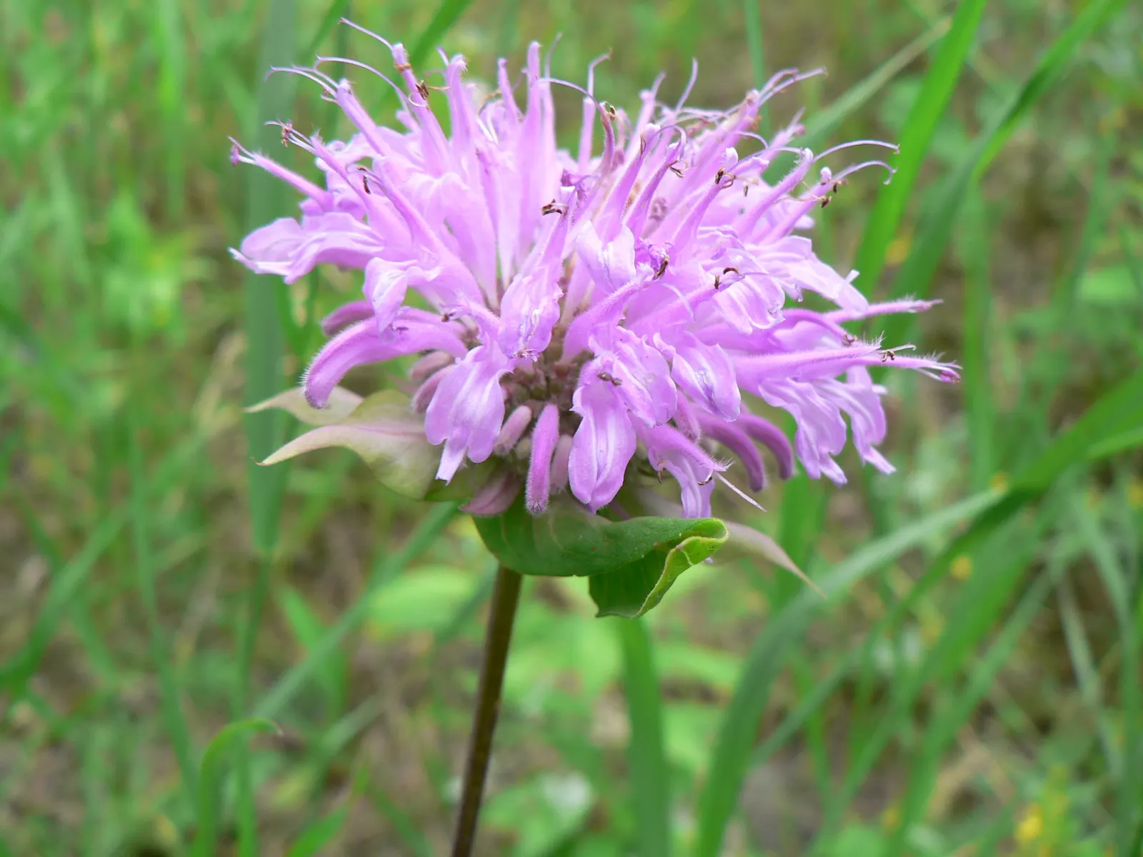 Wild Bergamot (Monarda fistulosa) — the Wild Bergamot is ideal for a mid-border position where its clump-forming nature can be showcased; perennial, image 76