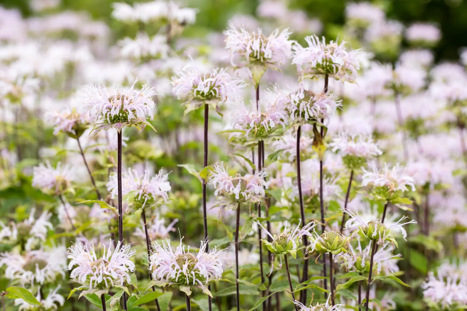 Wild Bergamot (Monarda fistulosa) — cut back Monarda fistulosa to ground level in late fall to encourage a fresh burst of growth come spring; or as, image 59