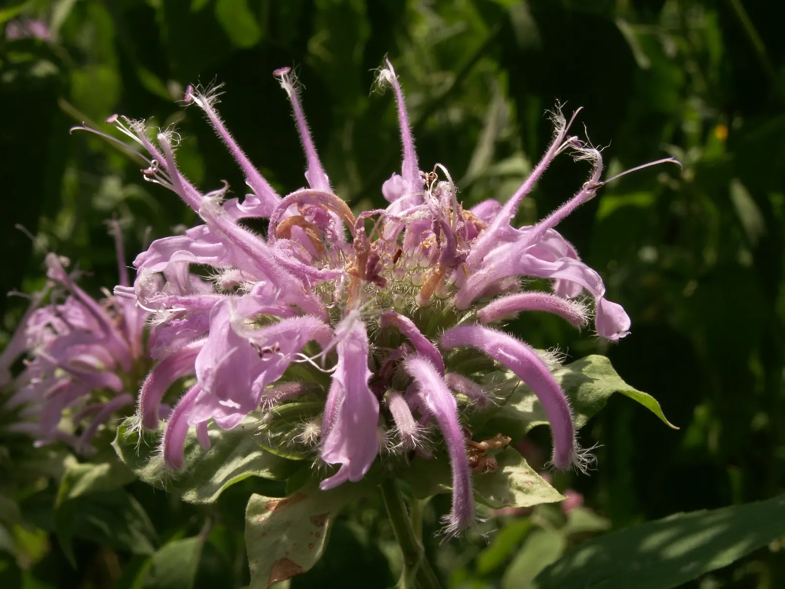 Wild Bergamot (Monarda fistulosa) — Ensure to give it a spacing of about 18 to 24 inches apart for optimal growth and air circulation; lavender and, image 56