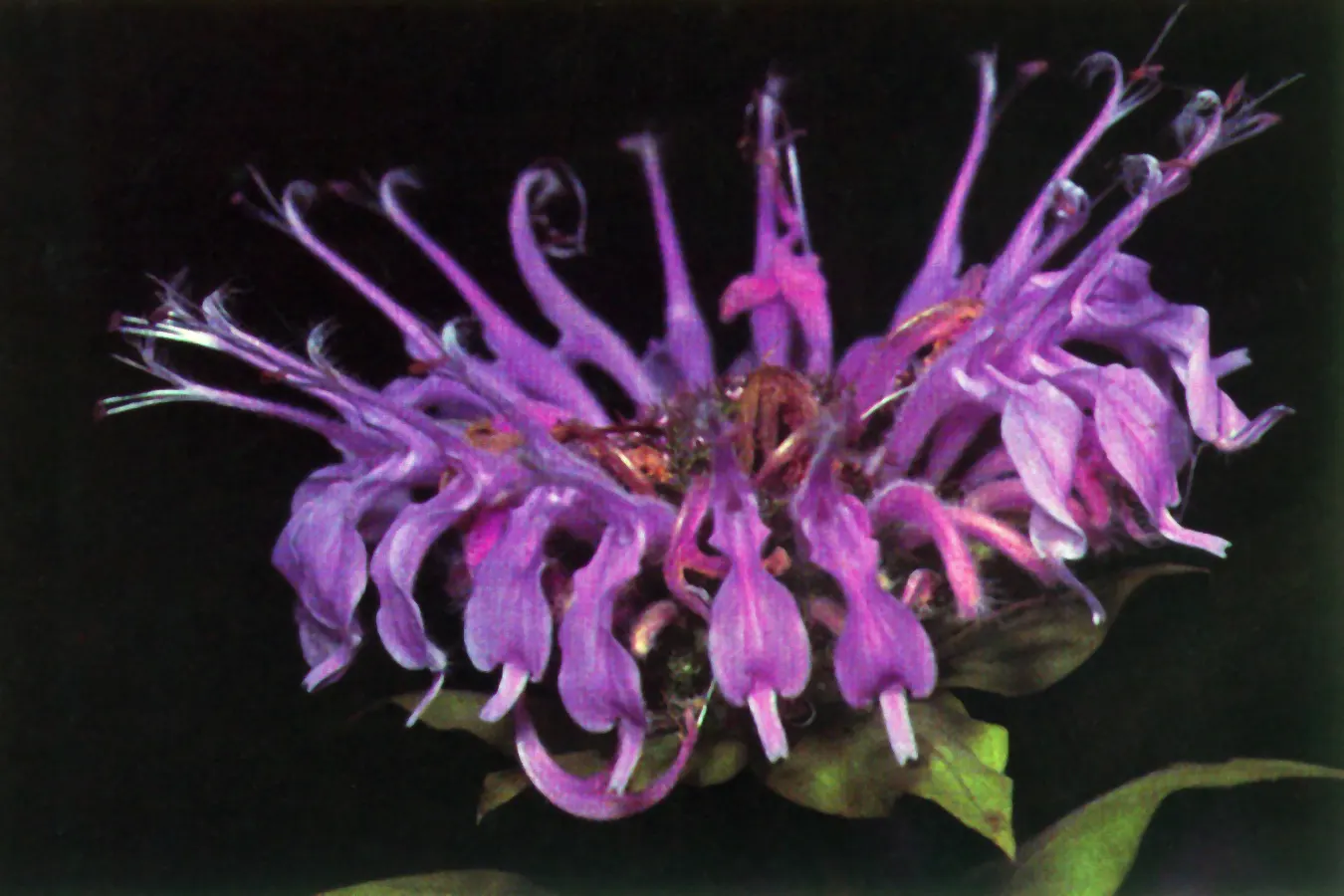 Wild Bergamot (Monarda fistulosa) — perennial with lavender and pink blooms