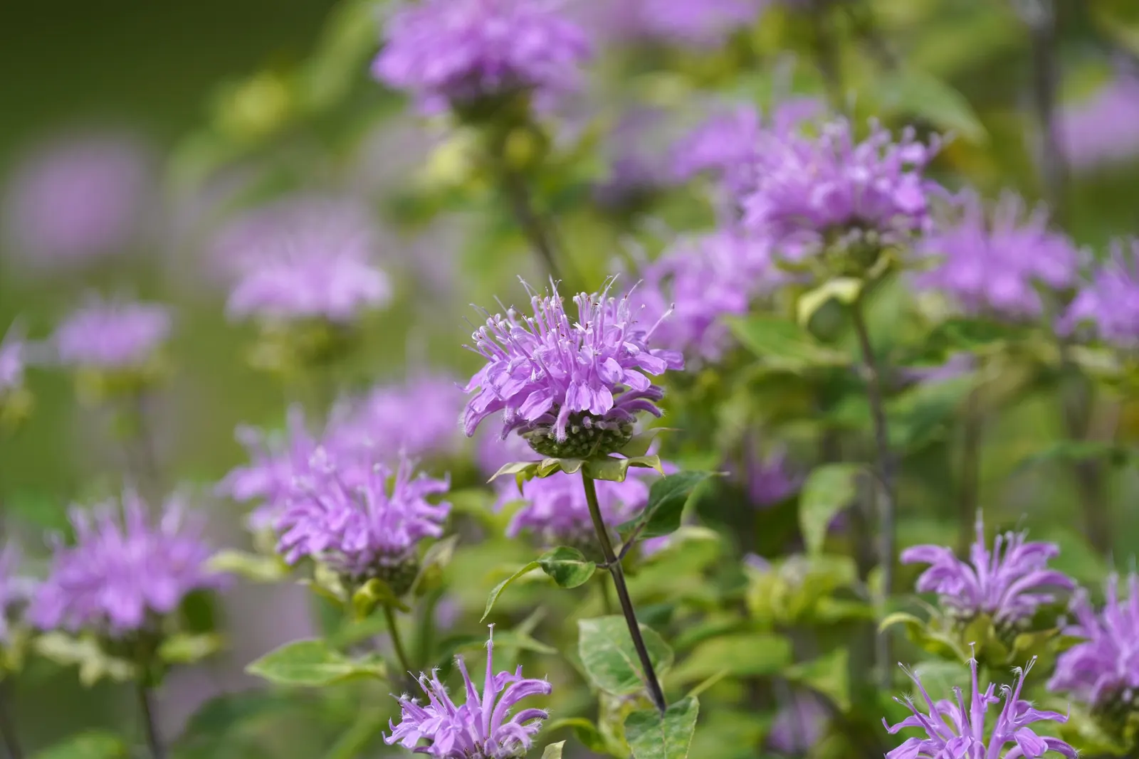 Wild Bergamot (Monarda fistulosa) — lavender and pink flowers in the garden; adding both ecological value and visual interest to any landscape, image 67