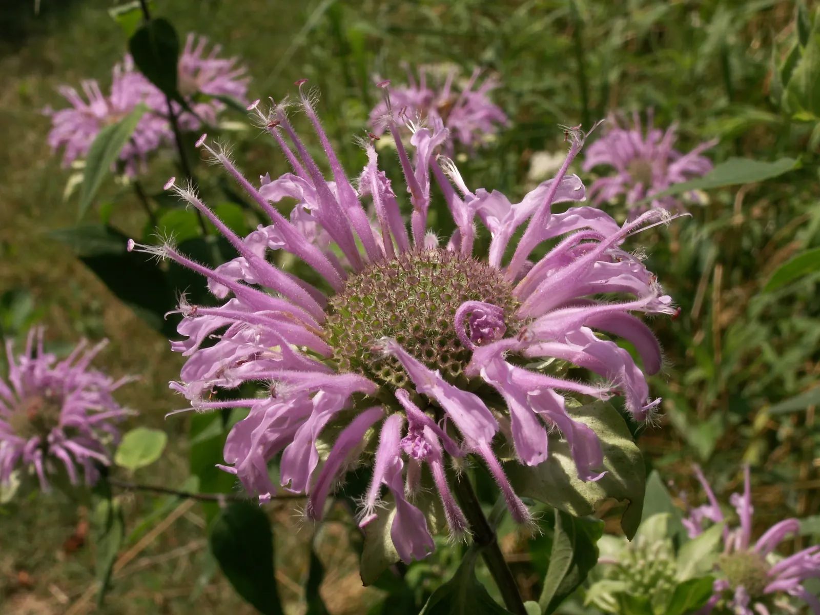 Wild Bergamot (Monarda fistulosa) — it stands up to a variety of climates; ensure to give it a spacing of about 18 to 24 inches apart for optimal growth and