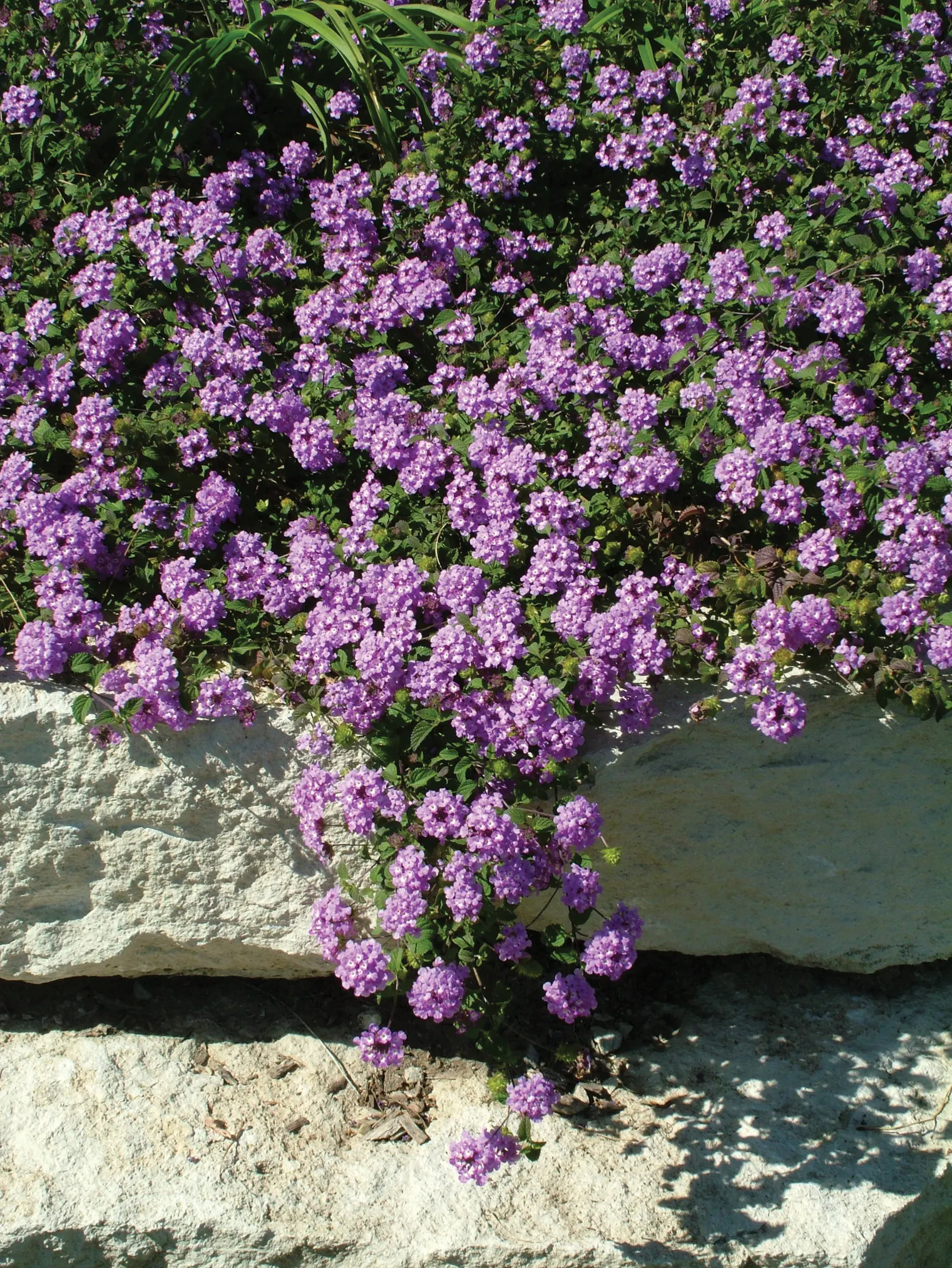 Grape Lantana (Lantana montevidensis) — tolerates less than ideal soils