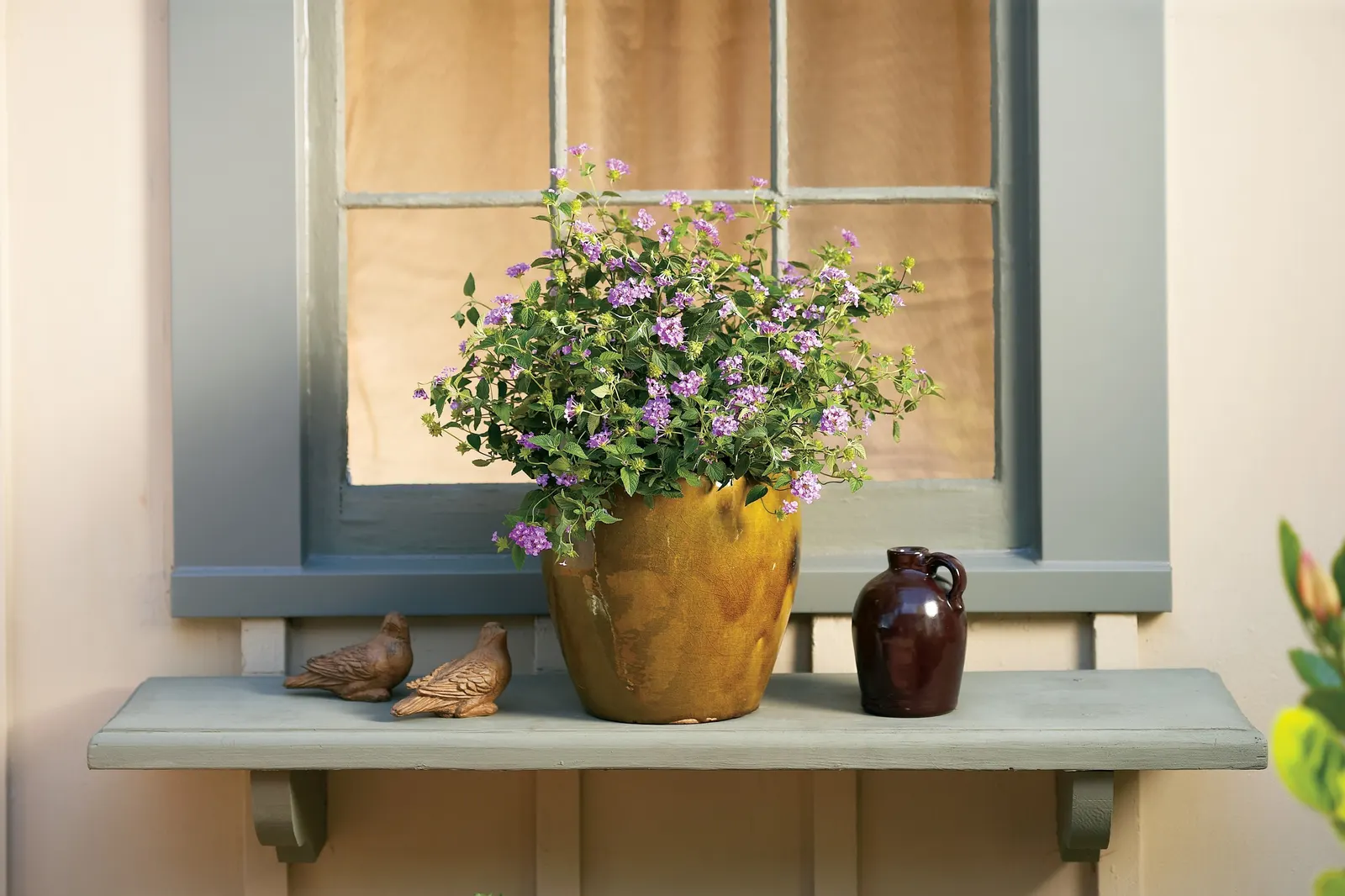Grape Lantana (Lantana montevidensis) — In many parts of the US and Canada, lantana function s as an annual