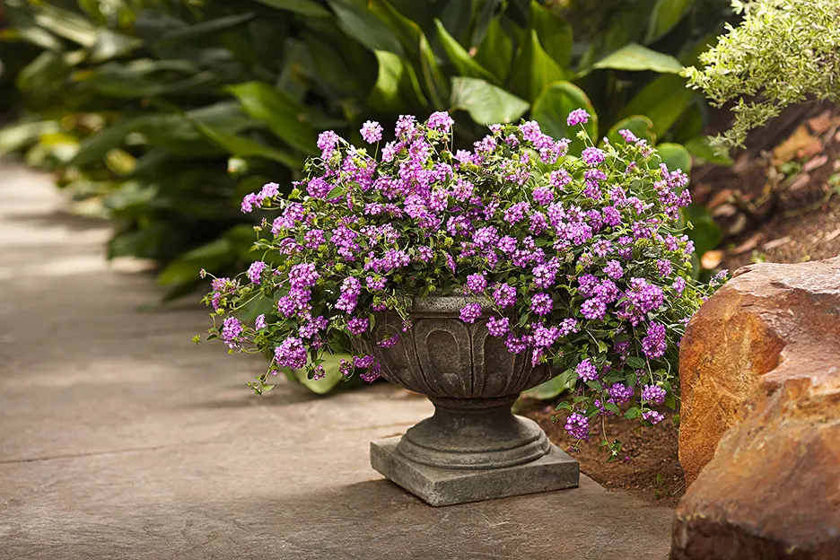 Grape Lantana (Lantana montevidensis) — uses little to no supplemental water in the landscape