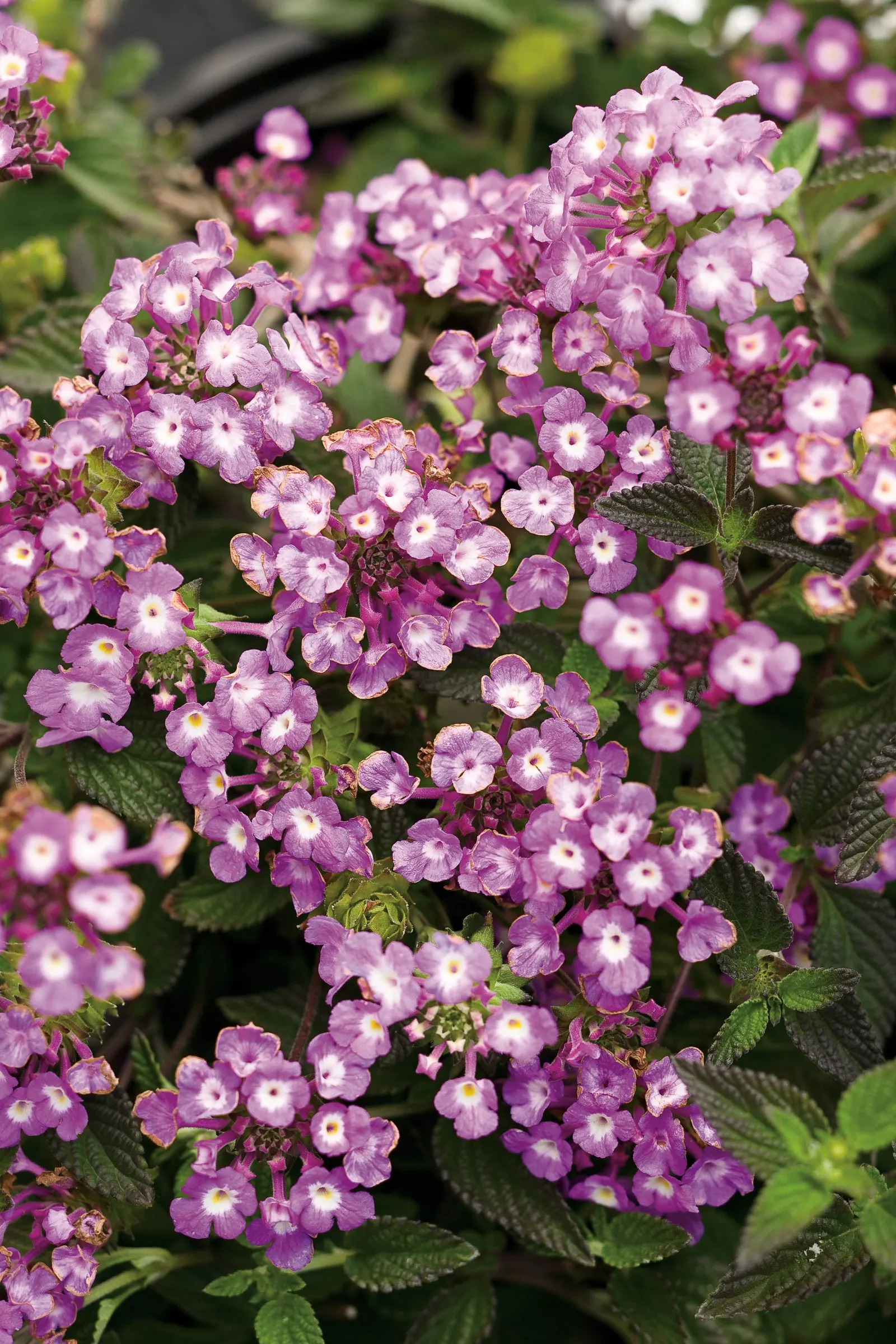 Grape Lantana (Lantana montevidensis) — According to the Humane Society of America, Luscious Grape Lantana leaves can be toxic to pets