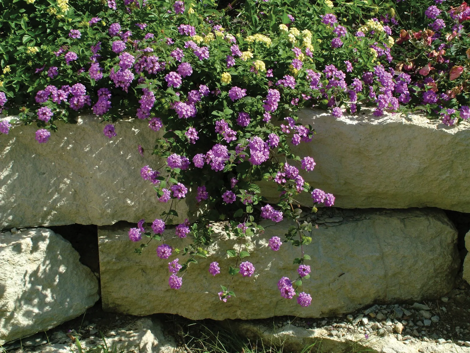 Grape Lantana (Lantana montevidensis) — If you live in an area where drought tolerant l antana is perennial they are essentially trouble free