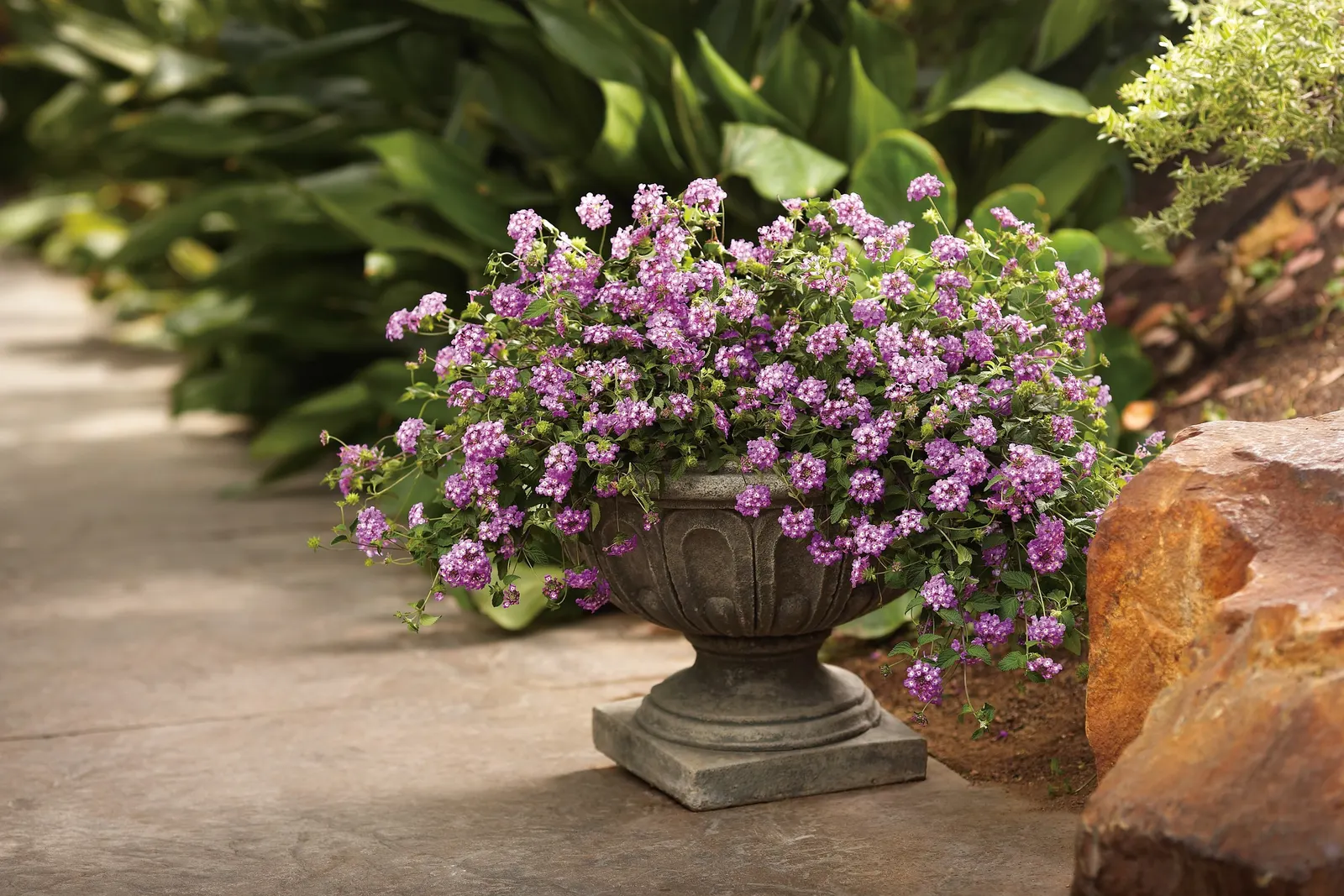 Grape Lantana (Lantana montevidensis) — and usually doesn’t need to be deadheaded