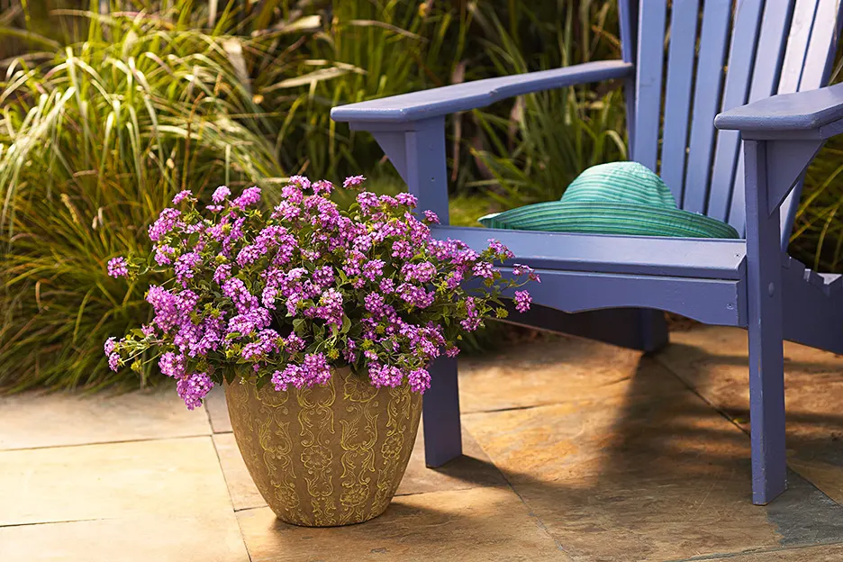 Grape Lantana (Lantana montevidensis) — If you are looking for a plant that will thrive on neglect, lantana is the champ