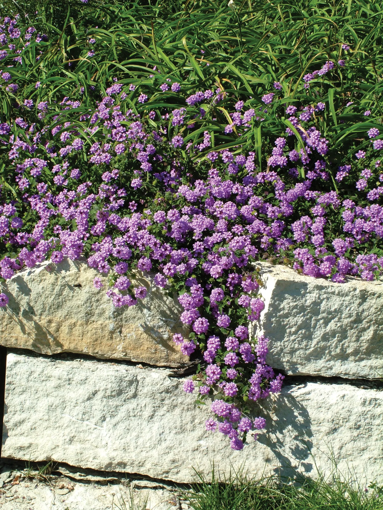 Grape Lantana (Lantana montevidensis) — Check size and habit information for the specific variety you are choosing to make sure it fits your needs