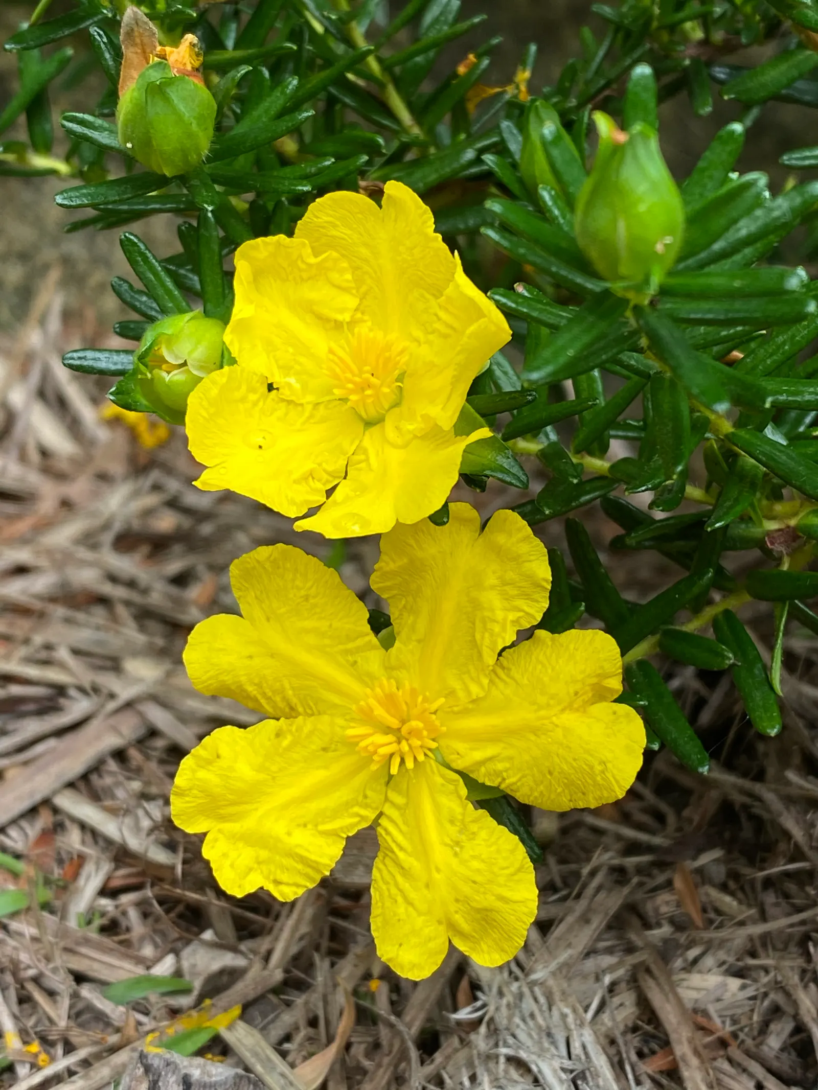 Hairy Guinea Flower (Hibbertia Vestita) — offering vibrant yellow blooms up to 1 inch in diameter