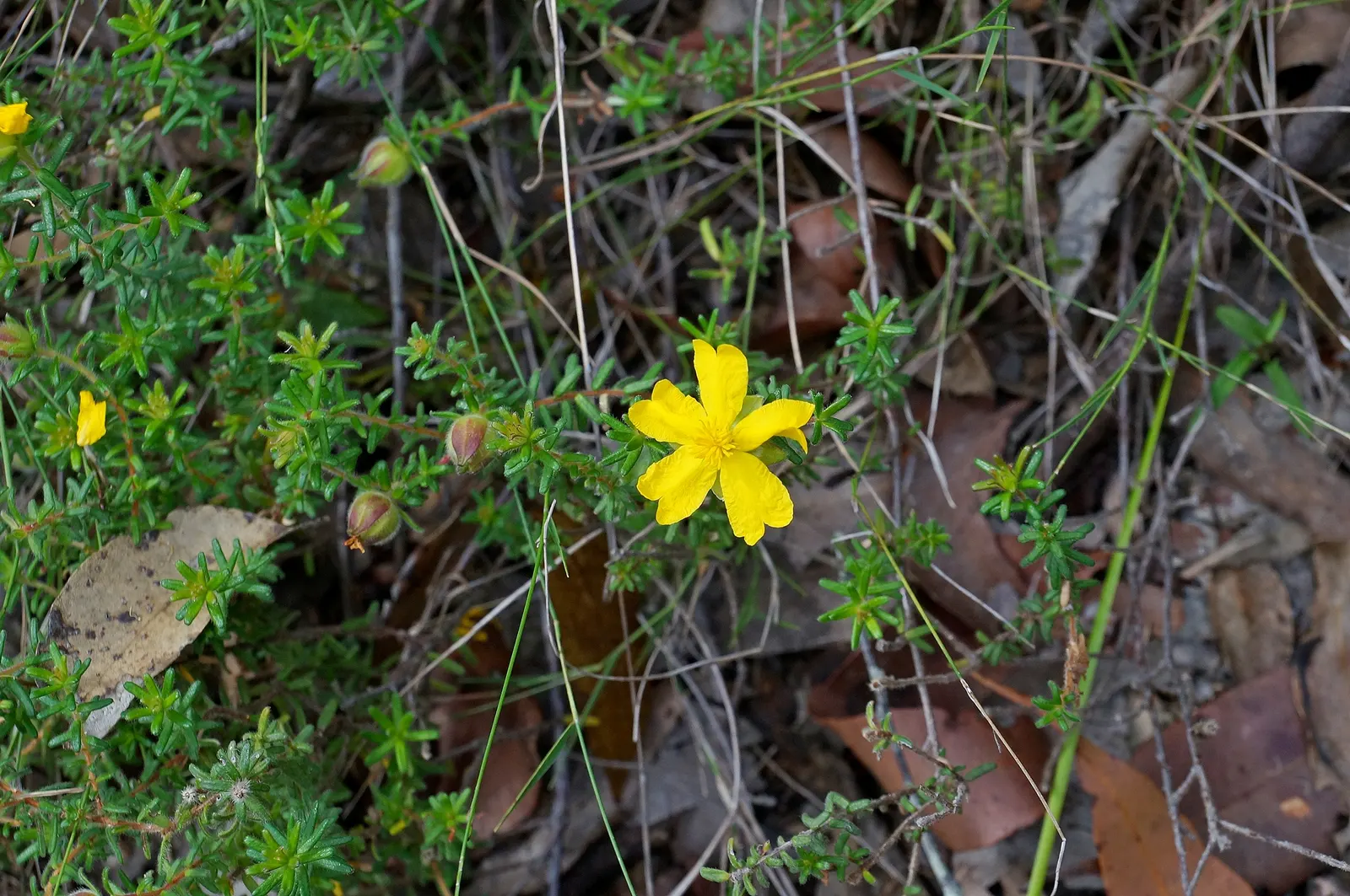 Hairy Guinea Flower (Hibbertia Vestita) — dense mat ideal for rockeries