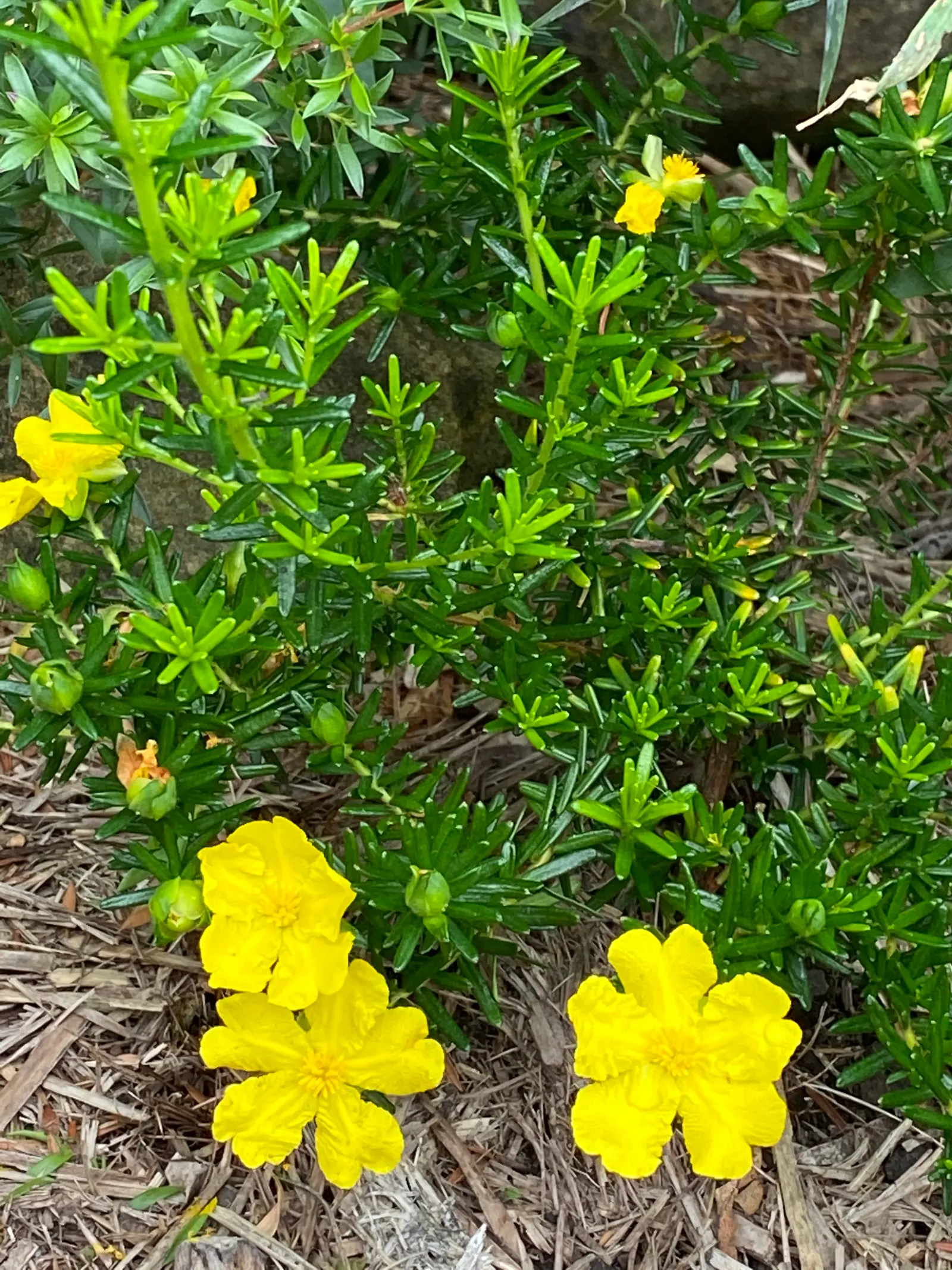 Hairy Guinea Flower (Hibbertia Vestita) — scientifically referred to as Hibbertia vestita