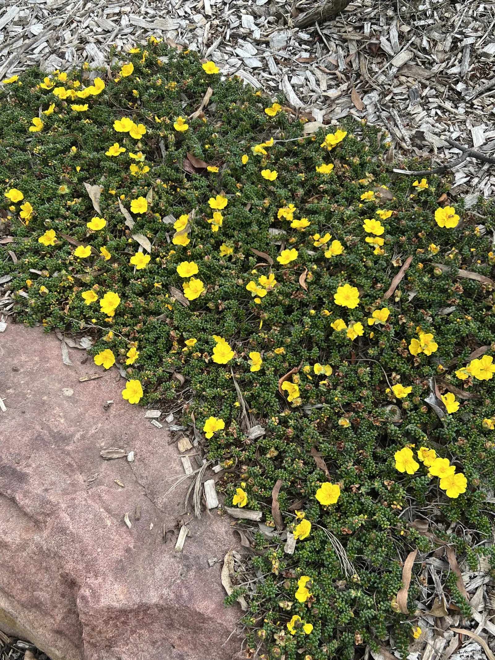 Hairy Guinea Flower (Hibbertia Vestita) — This low-maintenance native Australian plant reaches approximately 1 foot in height and spreads 2-3 feet