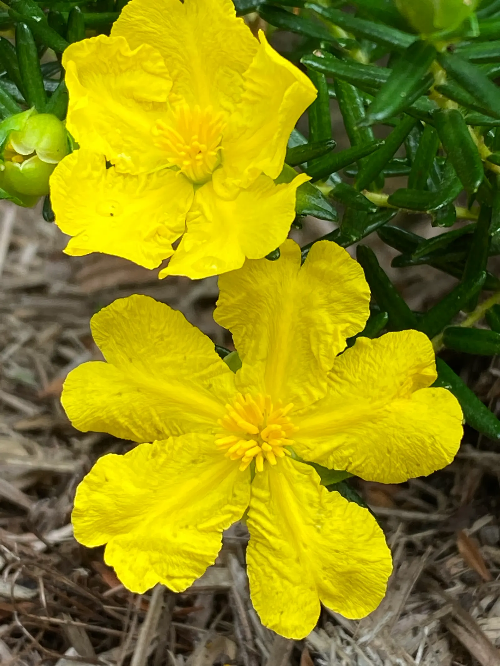 Hairy Guinea Flower (Hibbertia Vestita) — The Hairy Guinea Flower (Hibbertia vestita) is an attractive
