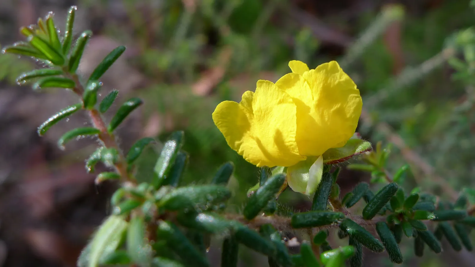 Hairy Guinea Flower (Hibbertia Vestita) — This attractive shrub stands out with its vibrant yellow flowers and eye-catching hairy foliage