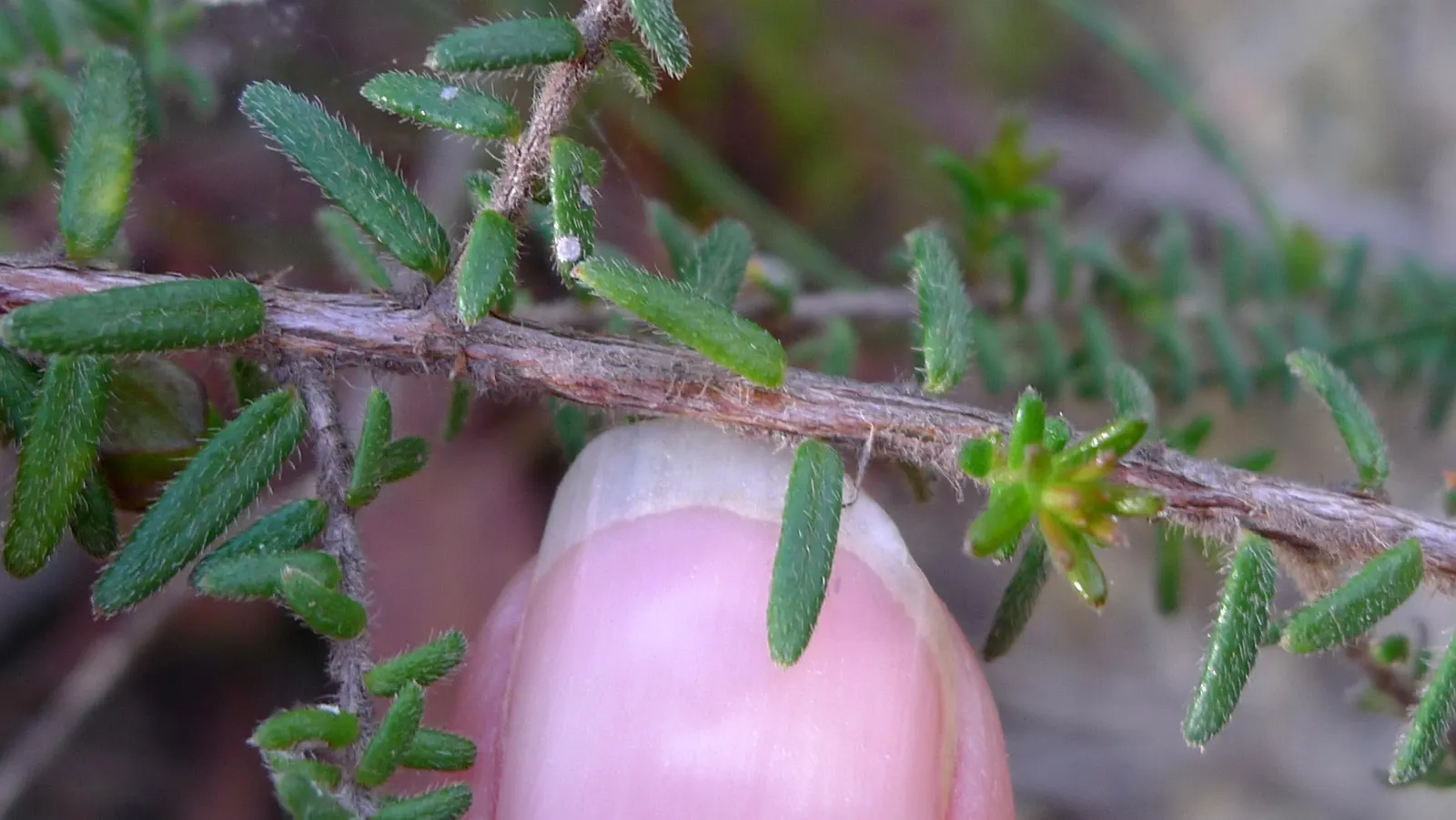 Hairy Guinea Flower (Hibbertia Vestita) — Enthusiasts will appreciate the glossy green leaves which