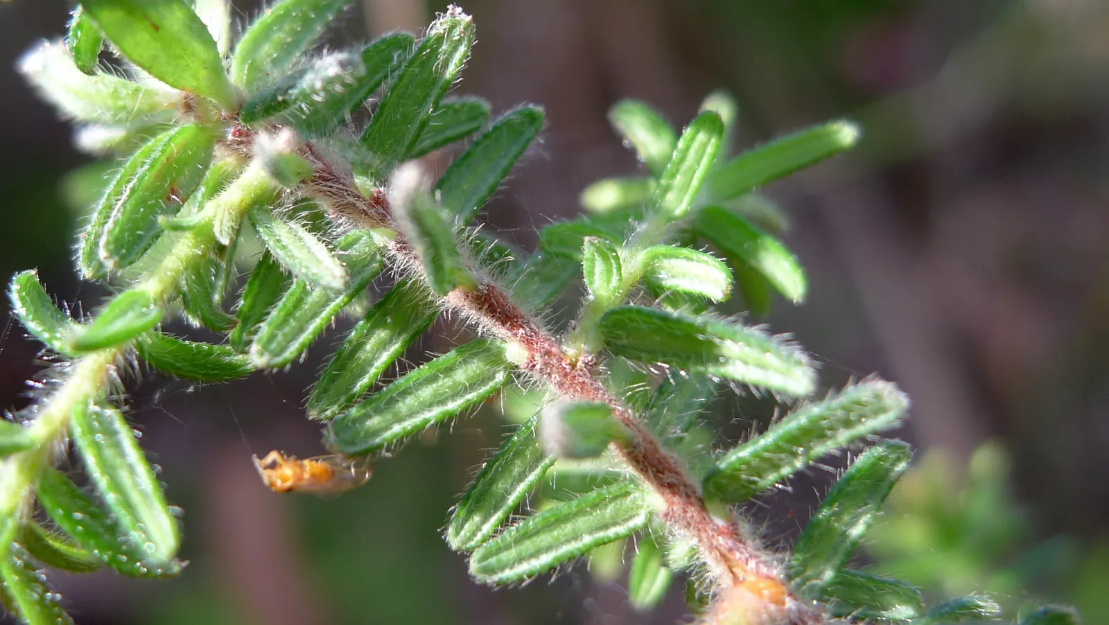 Hairy Guinea Flower (Hibbertia Vestita) — is a captivating addition to any landscape design that seeks to integrate native Australian flora