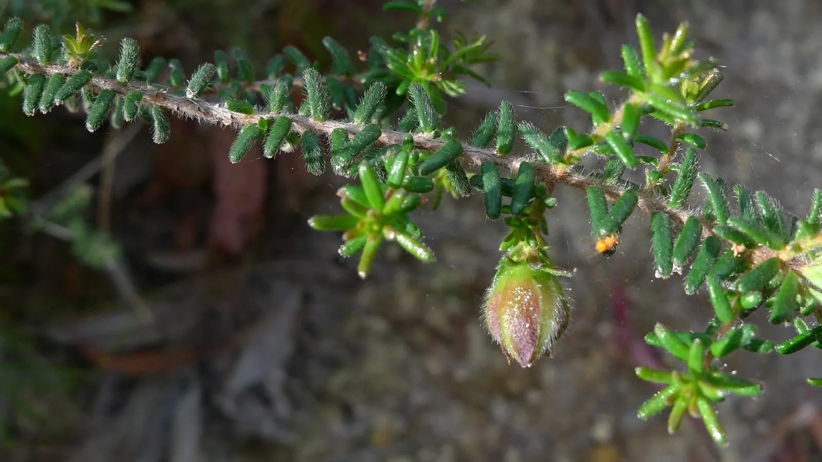 Hairy Guinea Flower (Hibbertia Vestita) — promoting a naturally rounded shape