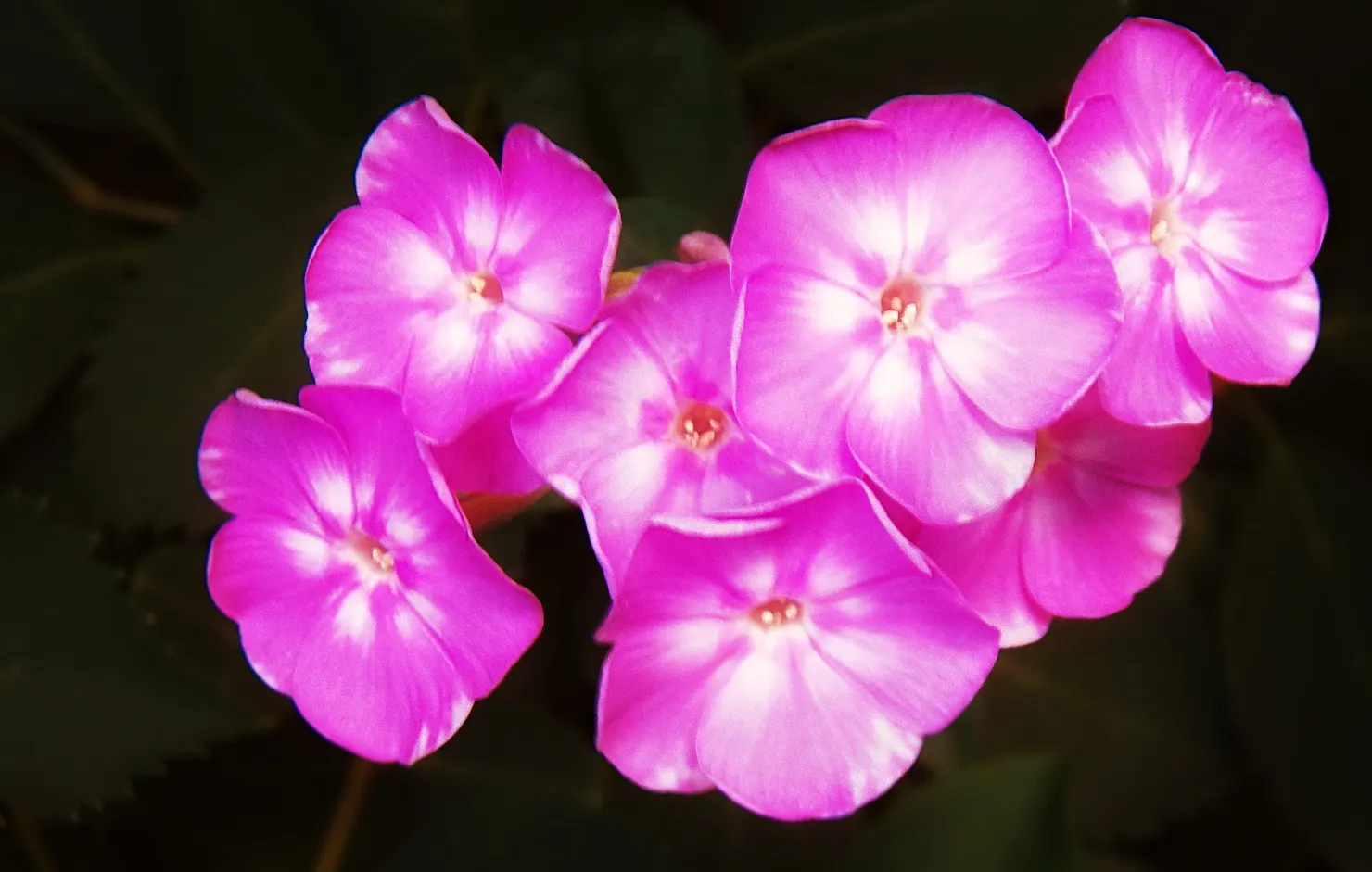 Wild Pink (Silene Carolina) — notched petals attract butterflies and are drought-resistant; forming mounded tufts of narrow, image 49