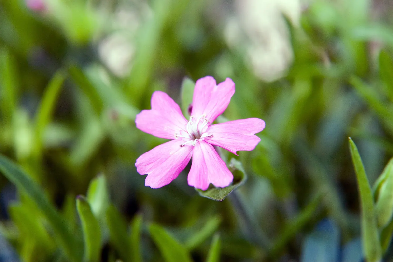Wild Pink (Silene Carolina) — lance-shaped leaves that are a vibrant green in color; it thrives best in USDA Hardiness Zones 4 through 7