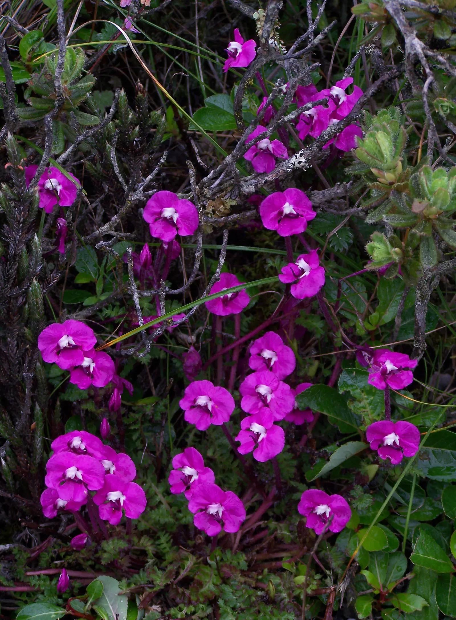 Wild Pink (Silene Carolina) — notched petals attract butterflies and are drought-resistant; forming mounded tufts of narrow, image 93