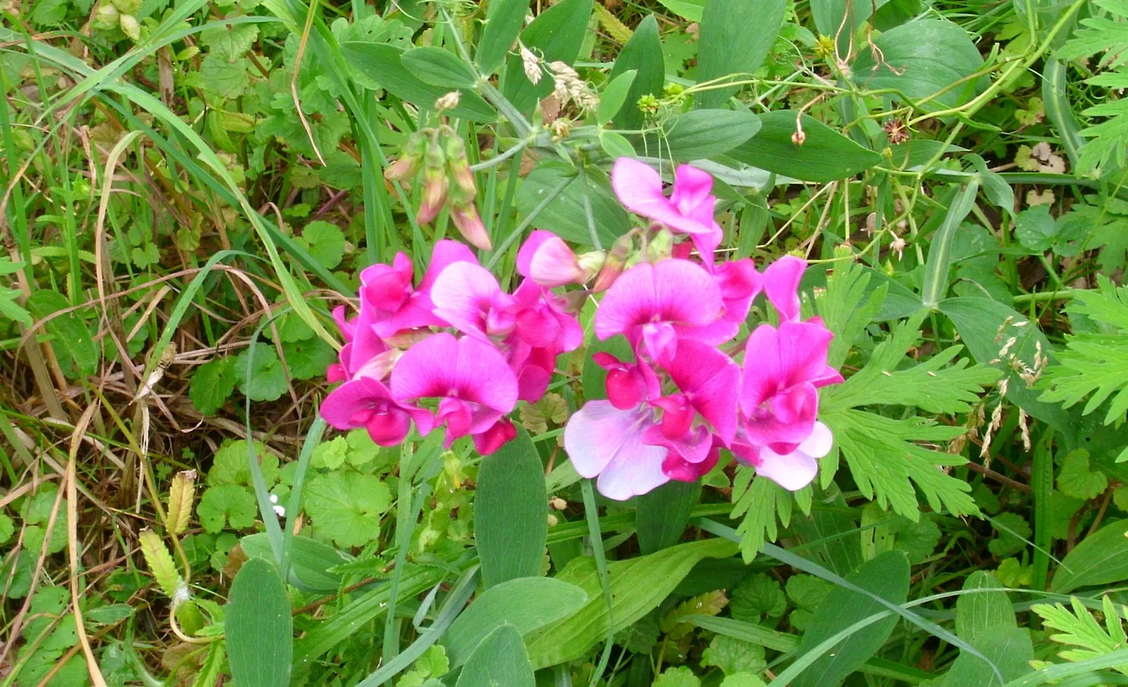 Wild Pink (Silene Carolina) — perennial with pink blooms; it boasts a profusion of vibrant pink flowers that measure about 1 inch across, image 87