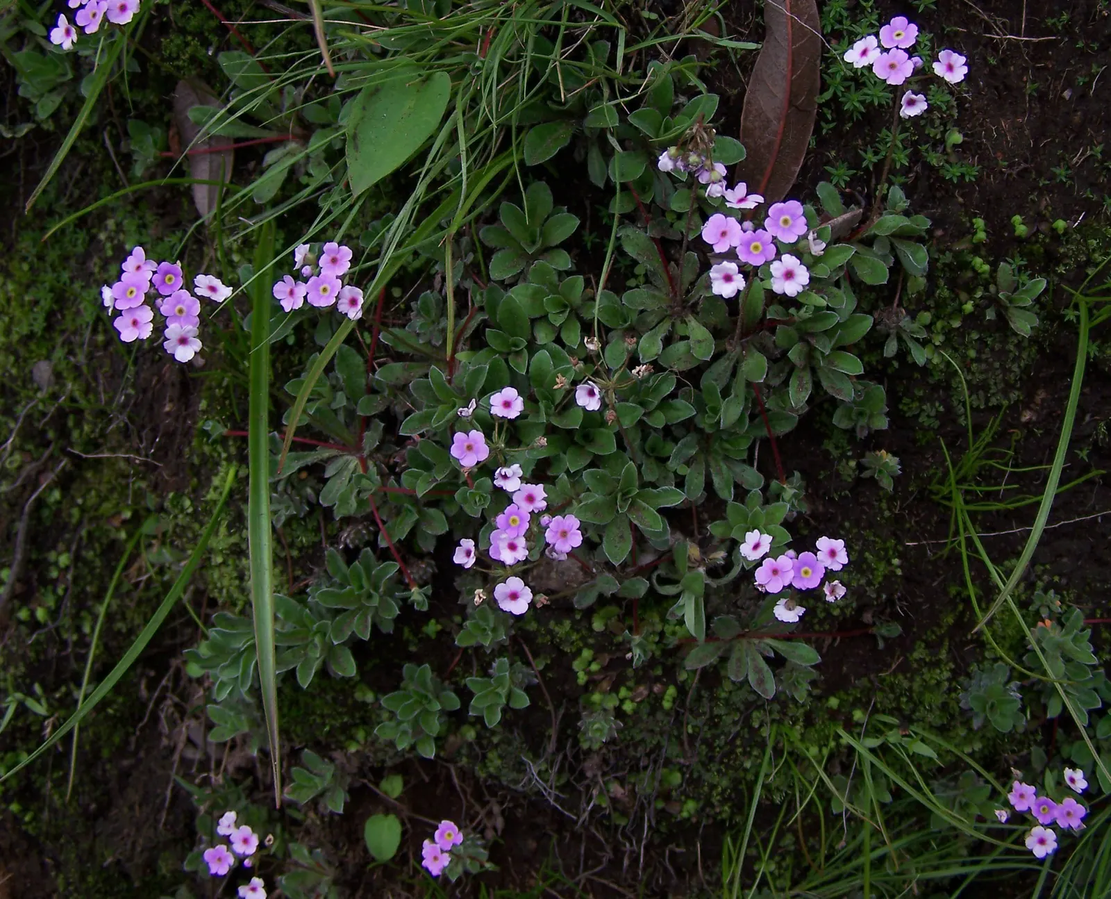 Wild Pink (Silene Carolina) — and it requires well-draining soil with a preference for drier; it prefers full sun but tolerates partial shade, image 75