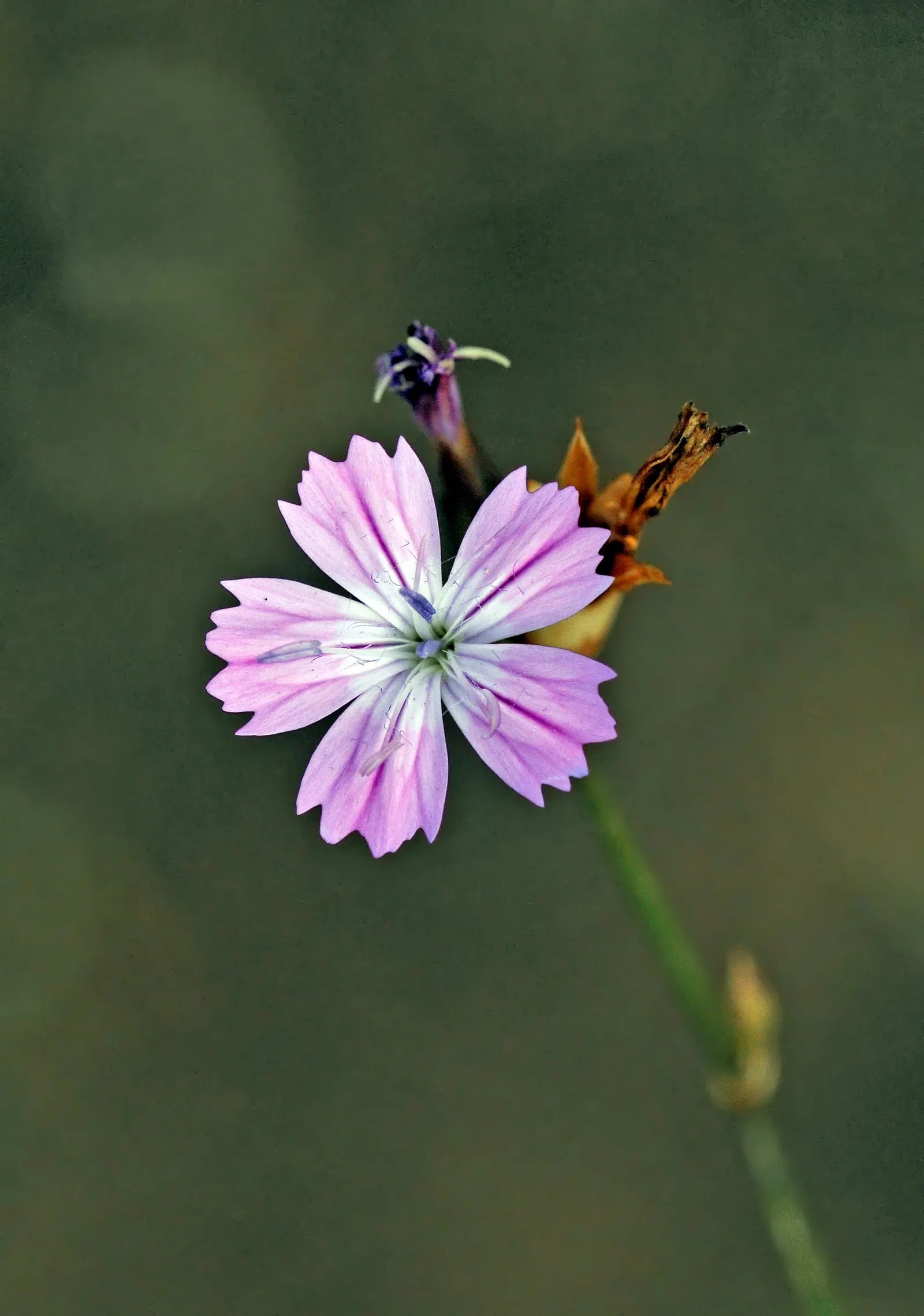 Wild Pink (Silene Carolina) — It thrives best in USDA Hardiness Zones 4 through 7; and it requires well-draining soil with a preference for drier