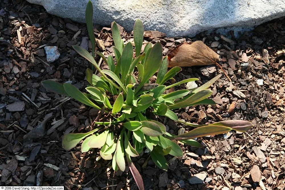 Wild Pink (Silene Carolina) — Wild Pink (Silene carolina) is a hardy perennial renowned for its vibrant, deep pink flowers; perfect for rock, image 45