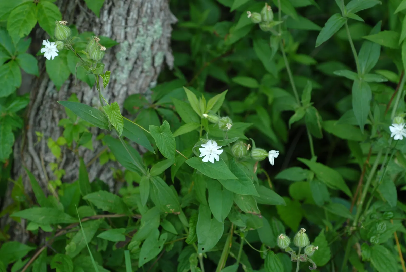 Wild Pink (Silene Carolina) — this plant reaches a manageable height of 10-12 inches with a spread of up to 18 inches; making it both a practical and