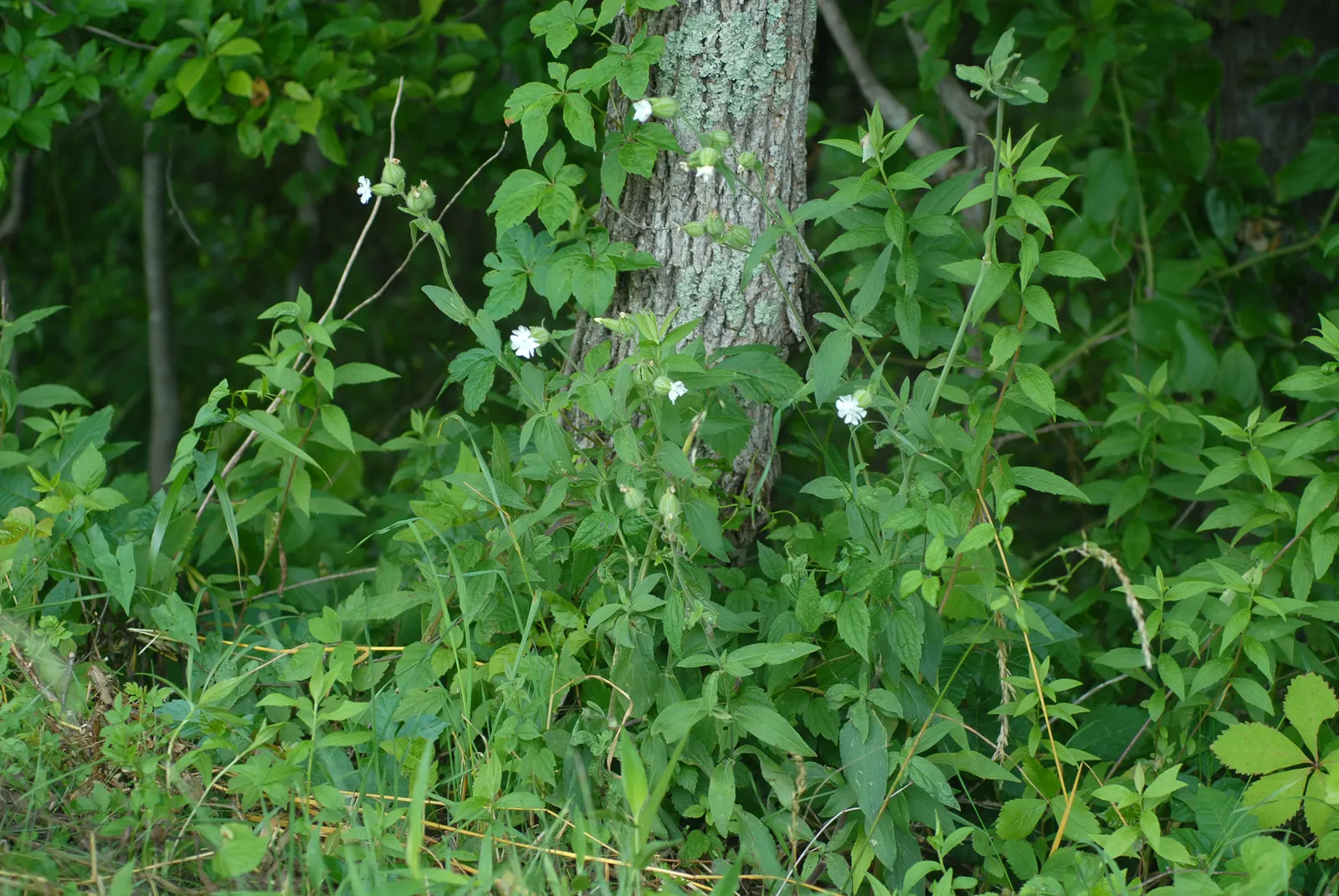 Wild Pink (Silene Carolina) — forming mounded tufts of narrow; wild Pink (Silene carolina) is a hardy perennial renowned for its vibrant, deep pink flowers