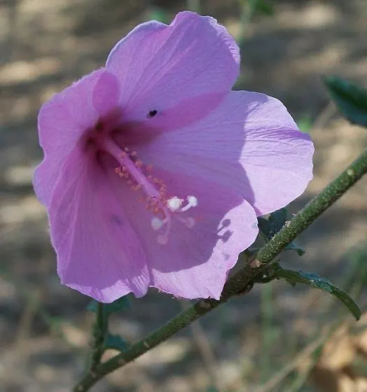 Wild Pink (Silene Carolina) — offering low-maintenance beauty; it is deer resistant and attracts pollinators such as butterflies