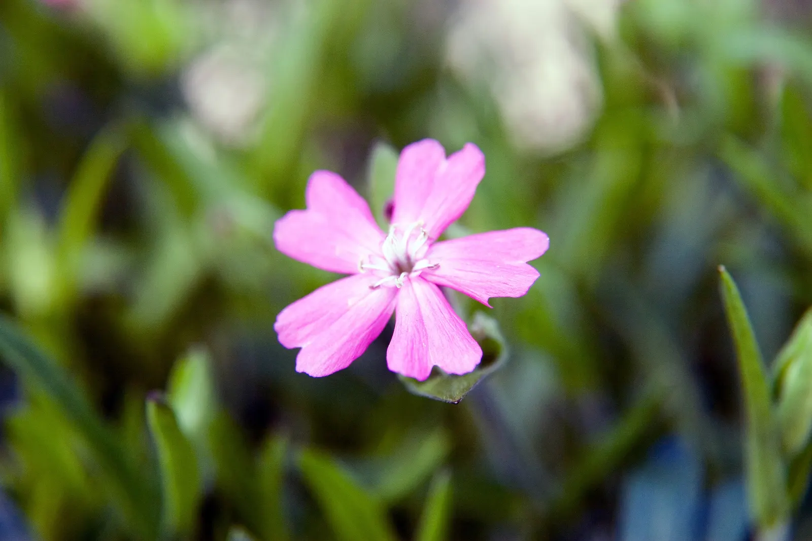 Wild Pink (Silene Carolina) — Wild Pink asks for minimal care once established